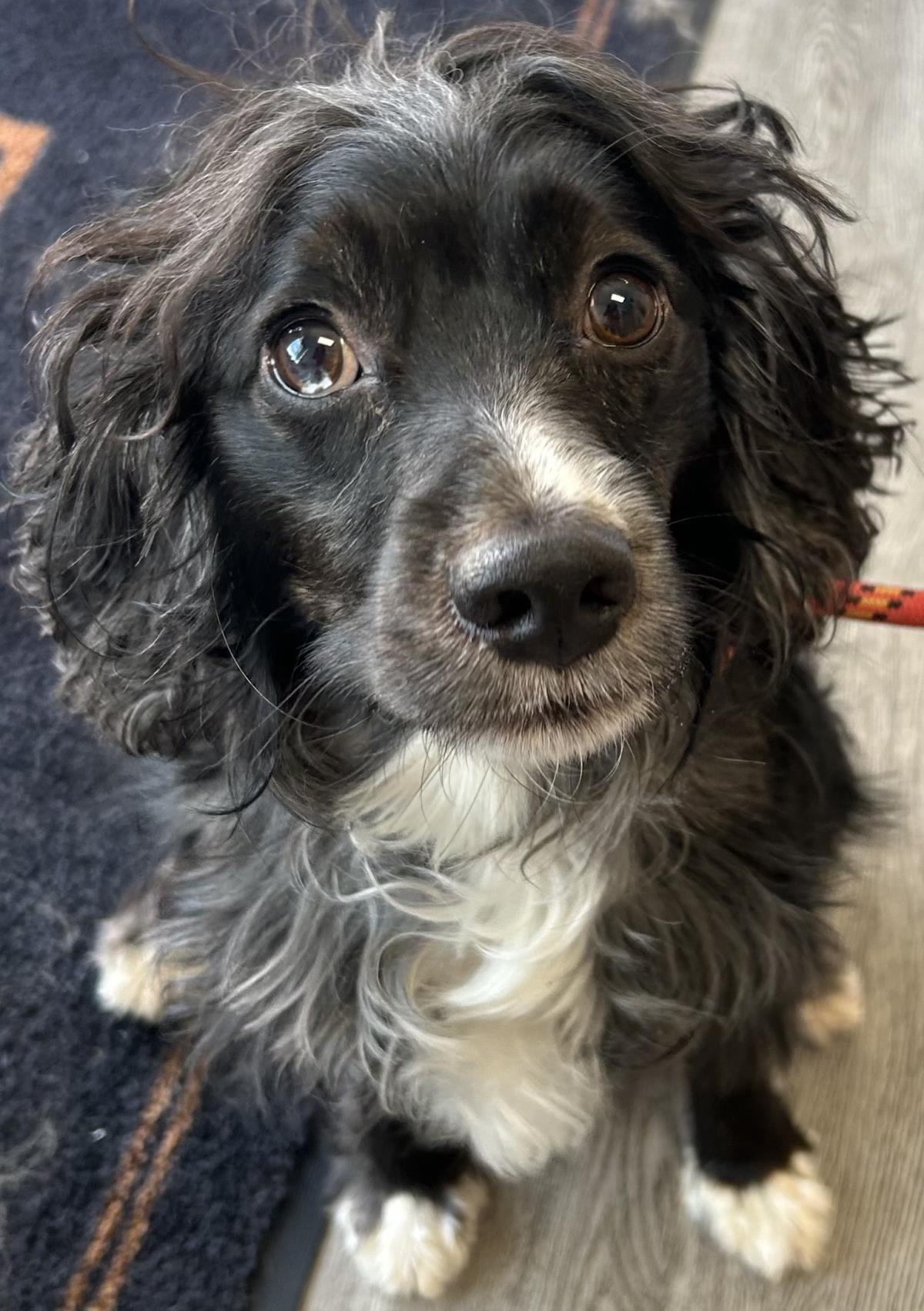 Ralph, an adoptable Cockapoo in Westminster, MD, 21158 | Photo Image 2
