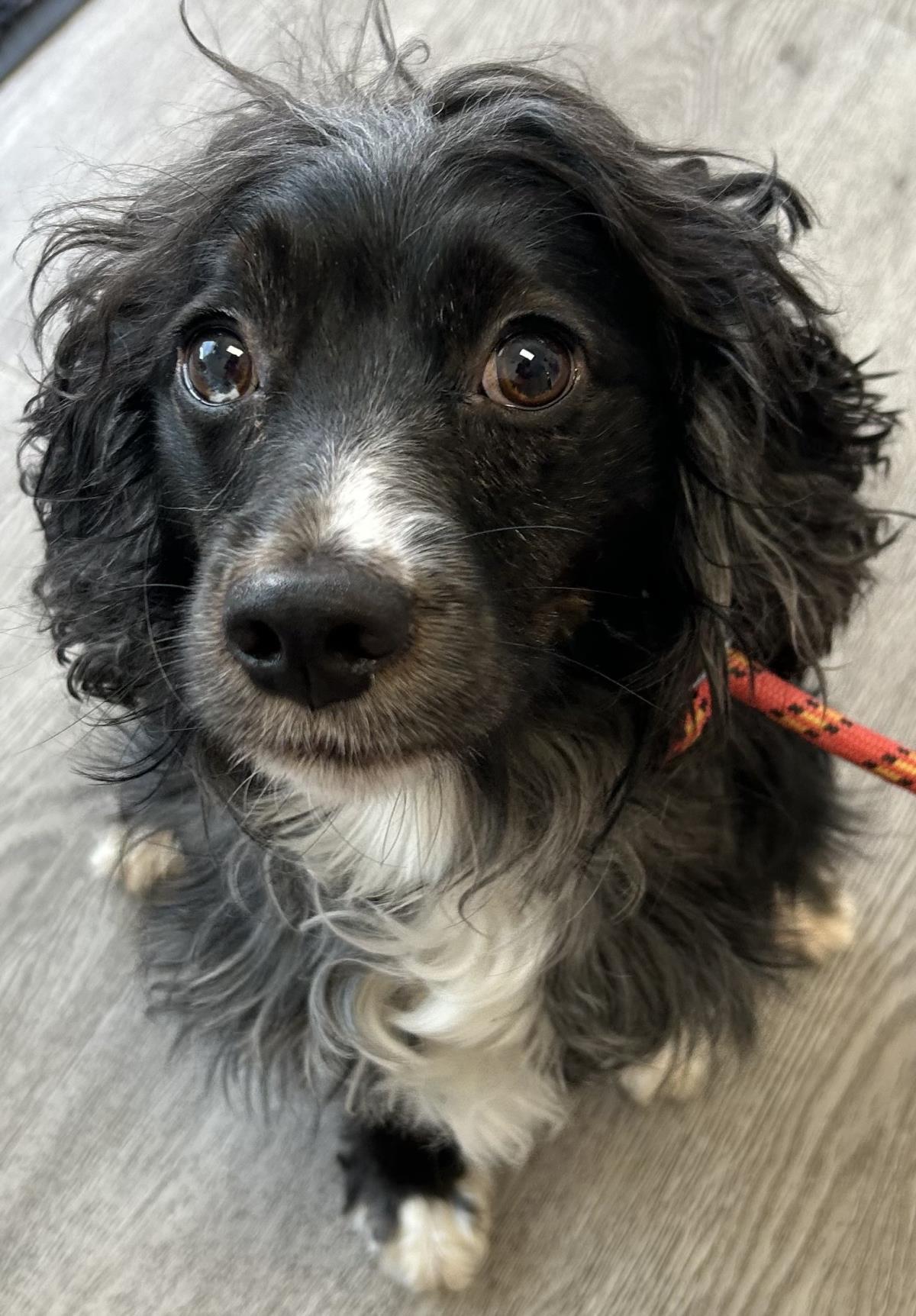 Ralph, an adoptable Cockapoo in Westminster, MD, 21158 | Photo Image 3