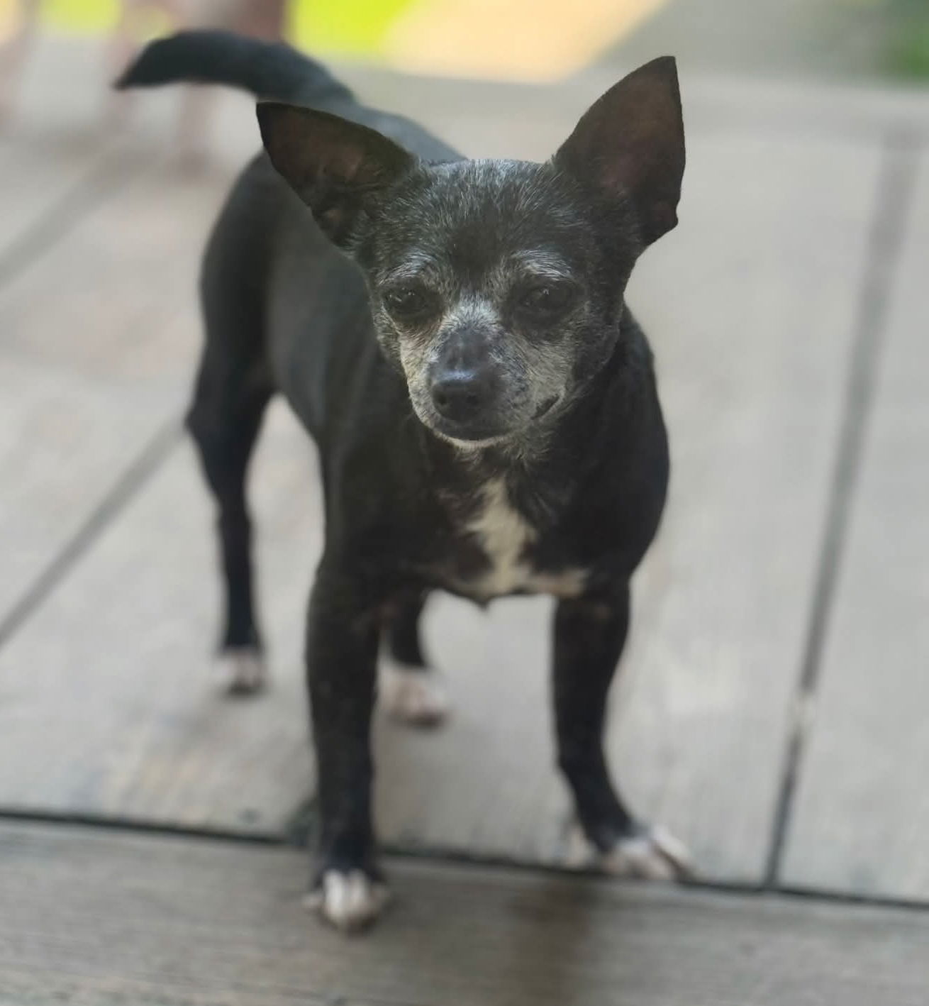 Gabby