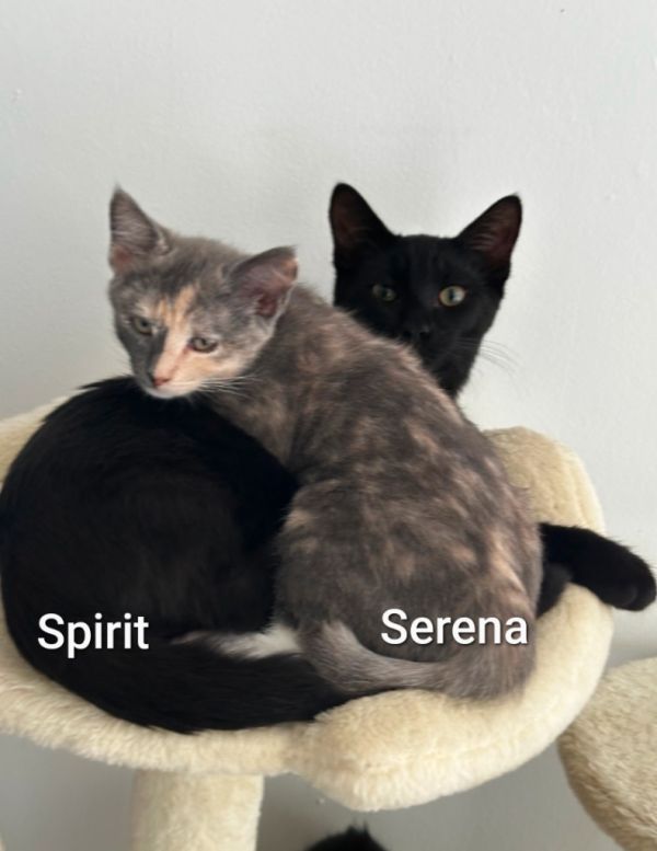 Serena