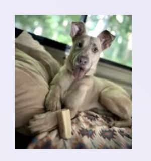 Betsey Labrador Retriever Dog