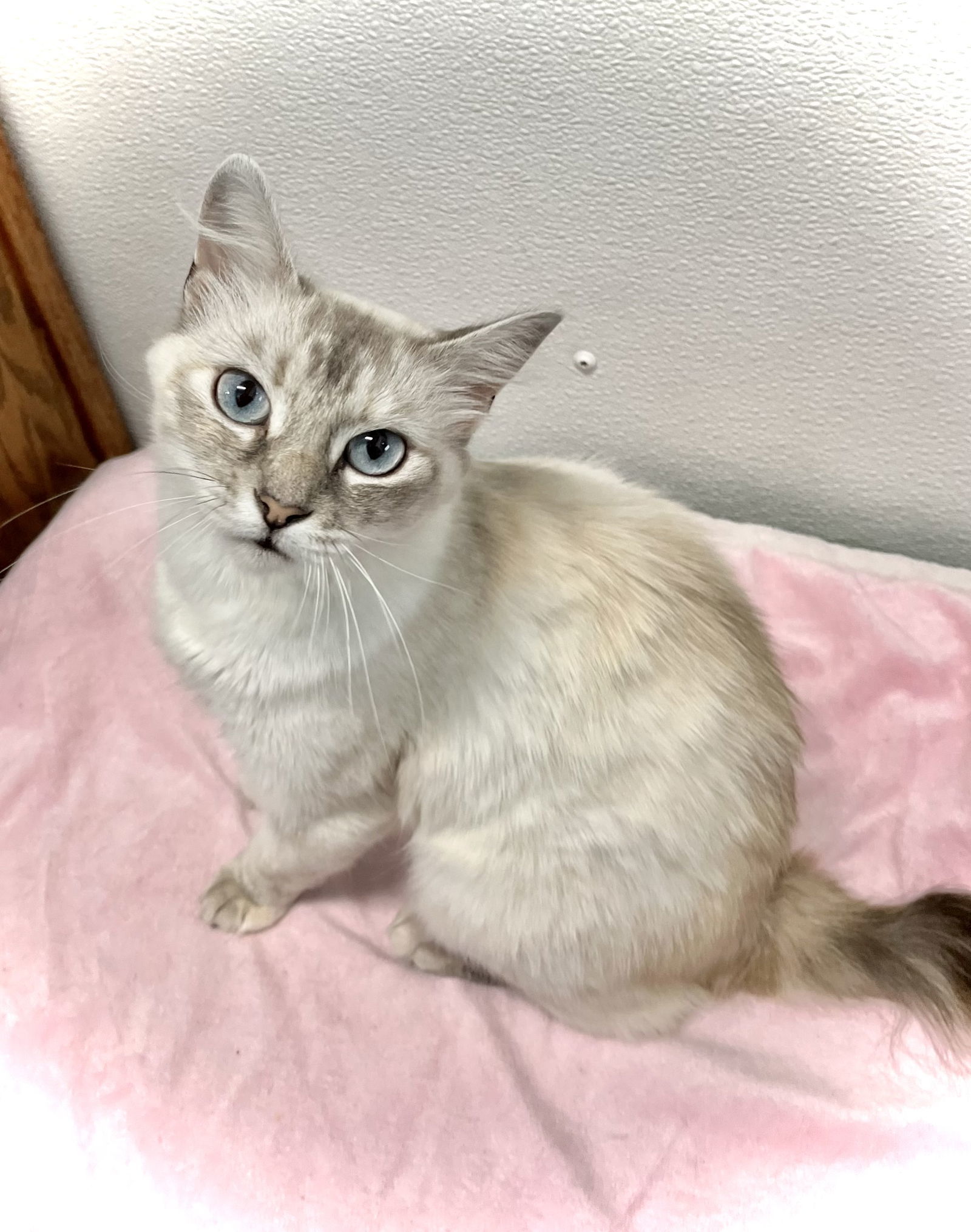 Edda, an adoptable Domestic Medium Hair, Balinese in Estherville, IA, 51334 | Photo Image 1