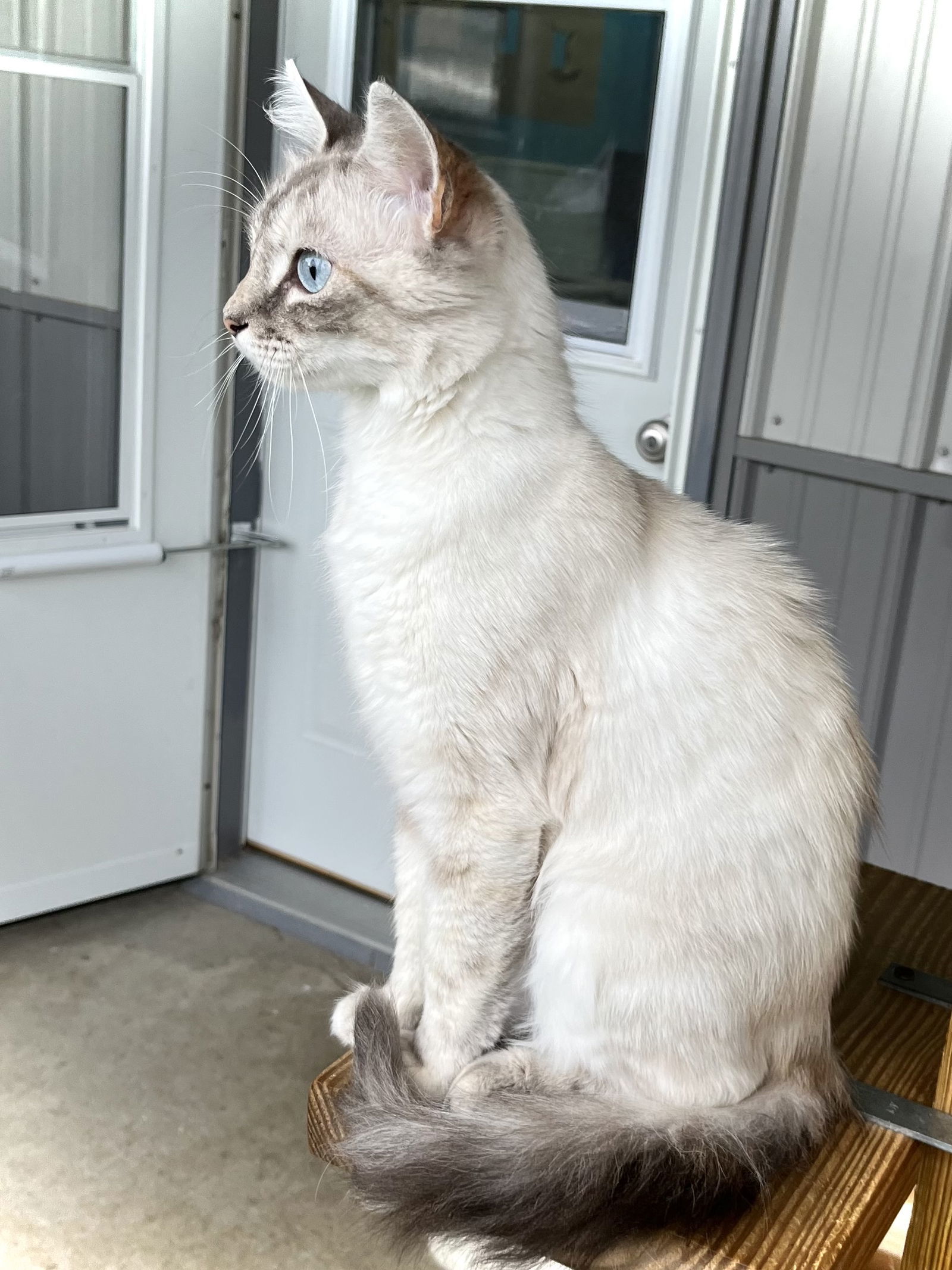 Edda, an adoptable Domestic Medium Hair, Balinese in Estherville, IA, 51334 | Photo Image 2