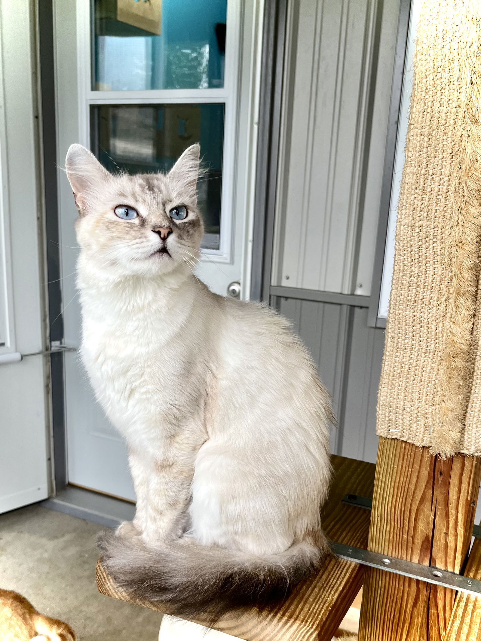 Edda, an adoptable Domestic Medium Hair, Balinese in Estherville, IA, 51334 | Photo Image 3