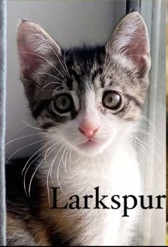 Larkspur