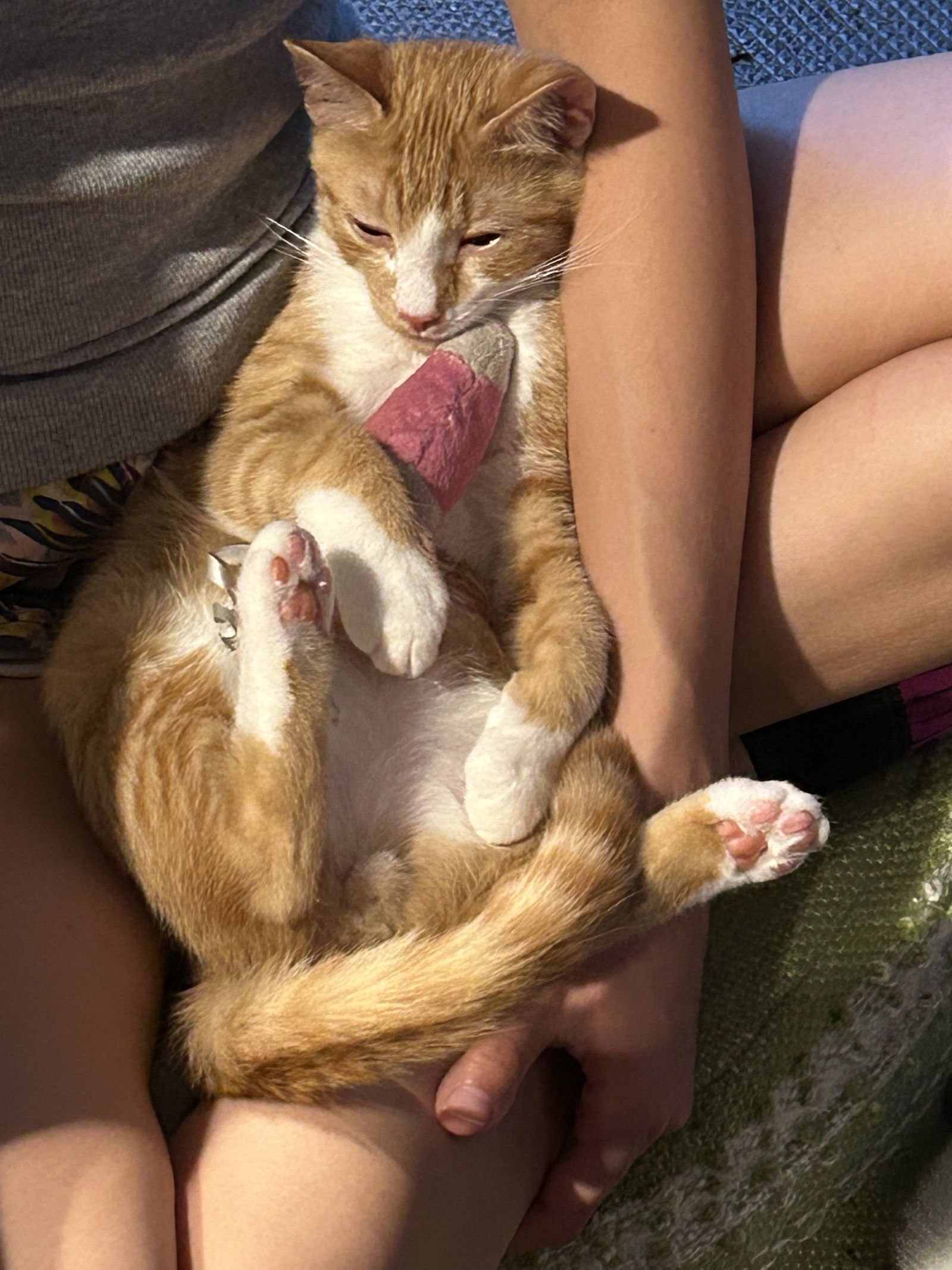 Pipper (must be adopted with Finch)