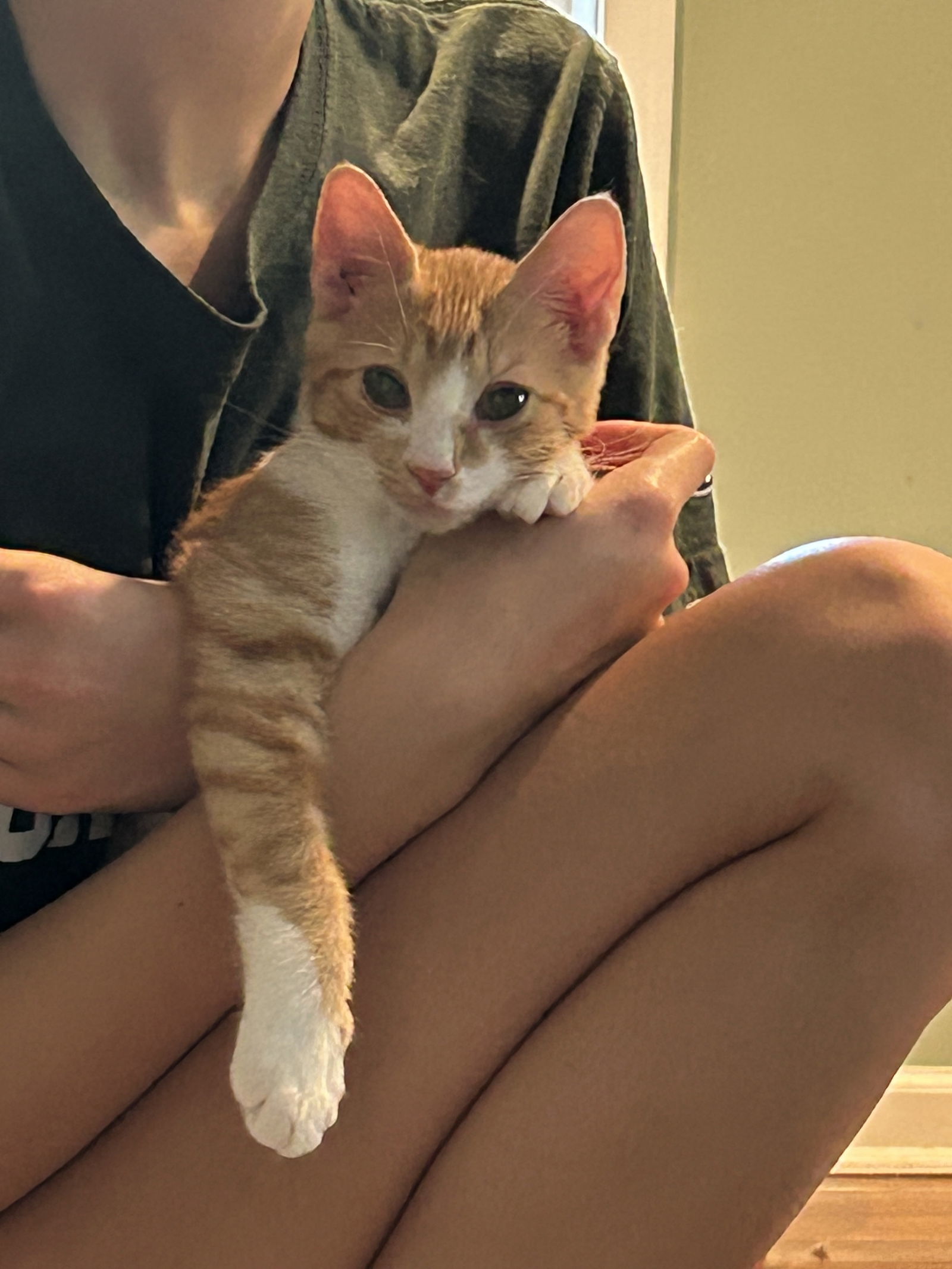 Pipper (must be adopted with Finch)