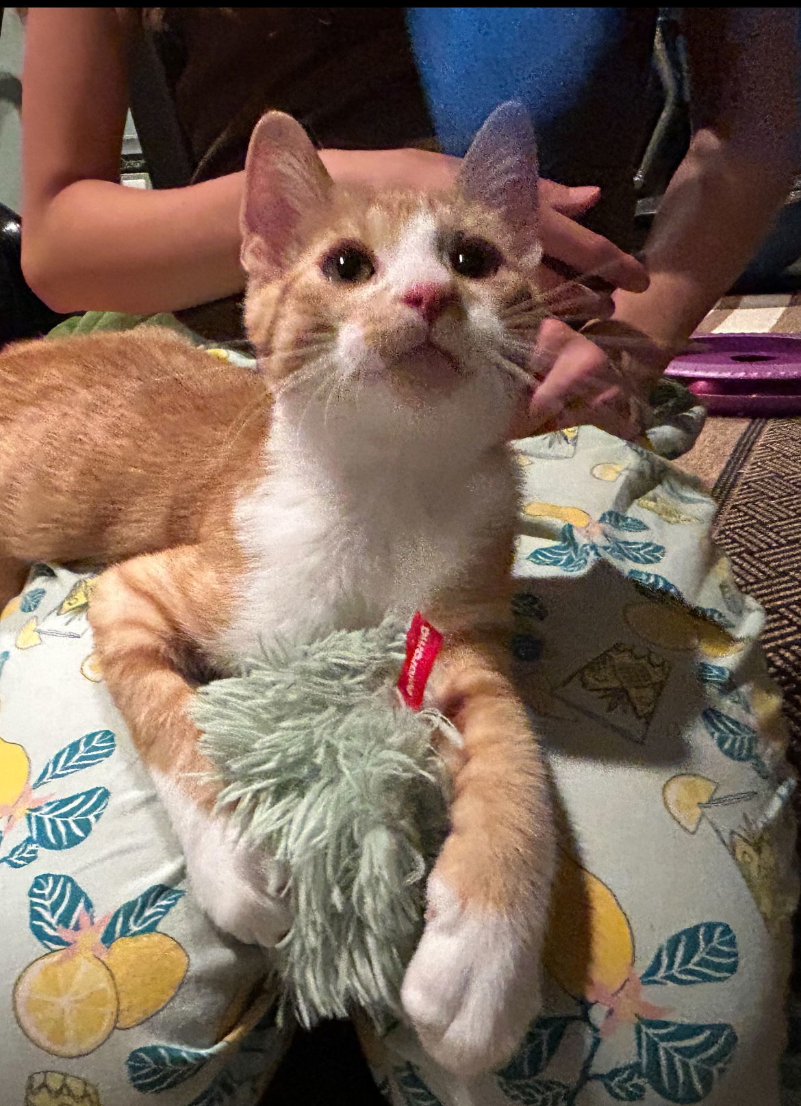 Pipper (must be adopted with Finch)