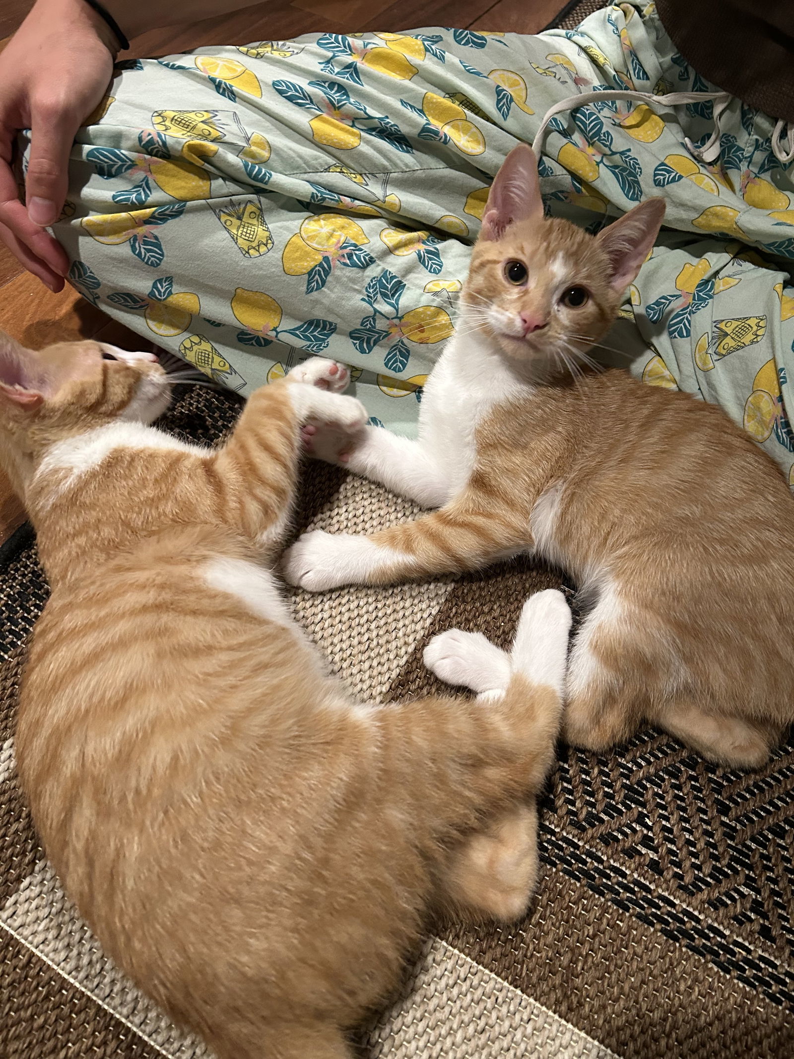 Finch (must be adopted with Pipper)