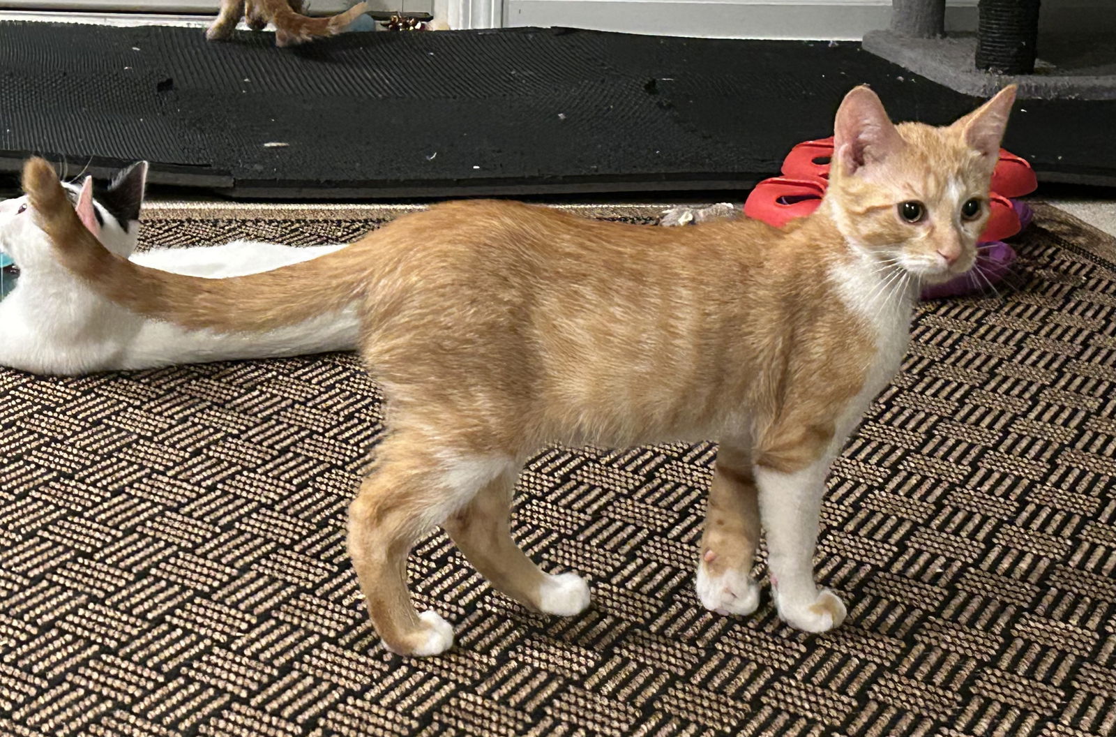Finch (must be adopted with Pipper)
