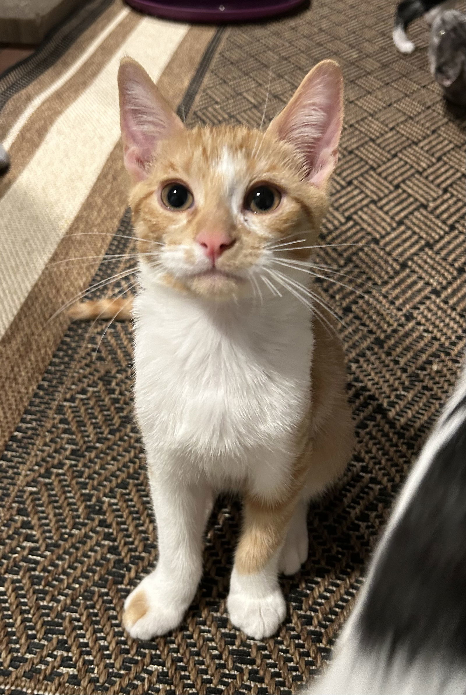 Finch (must be adopted with Pipper)