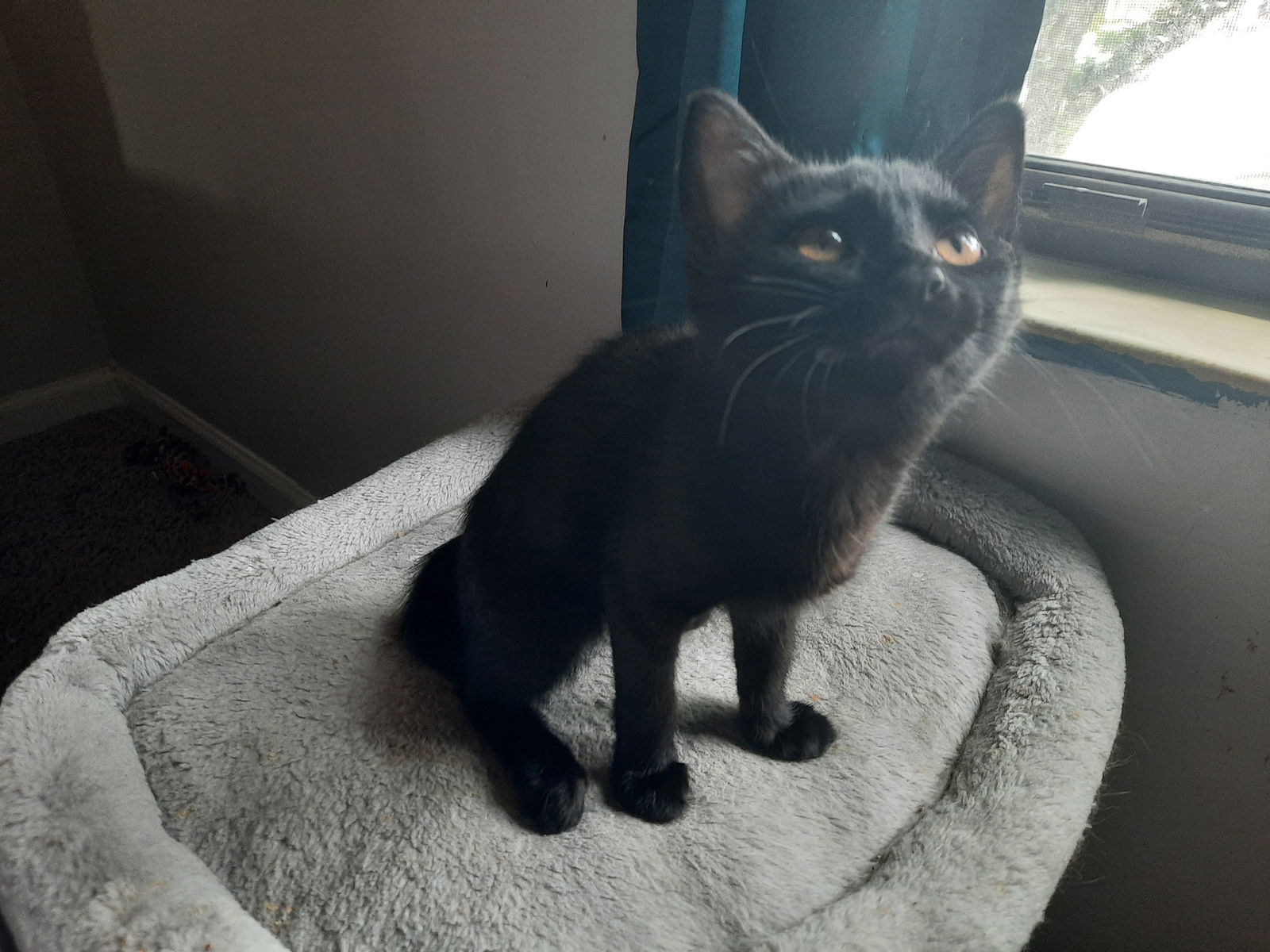 Snowball