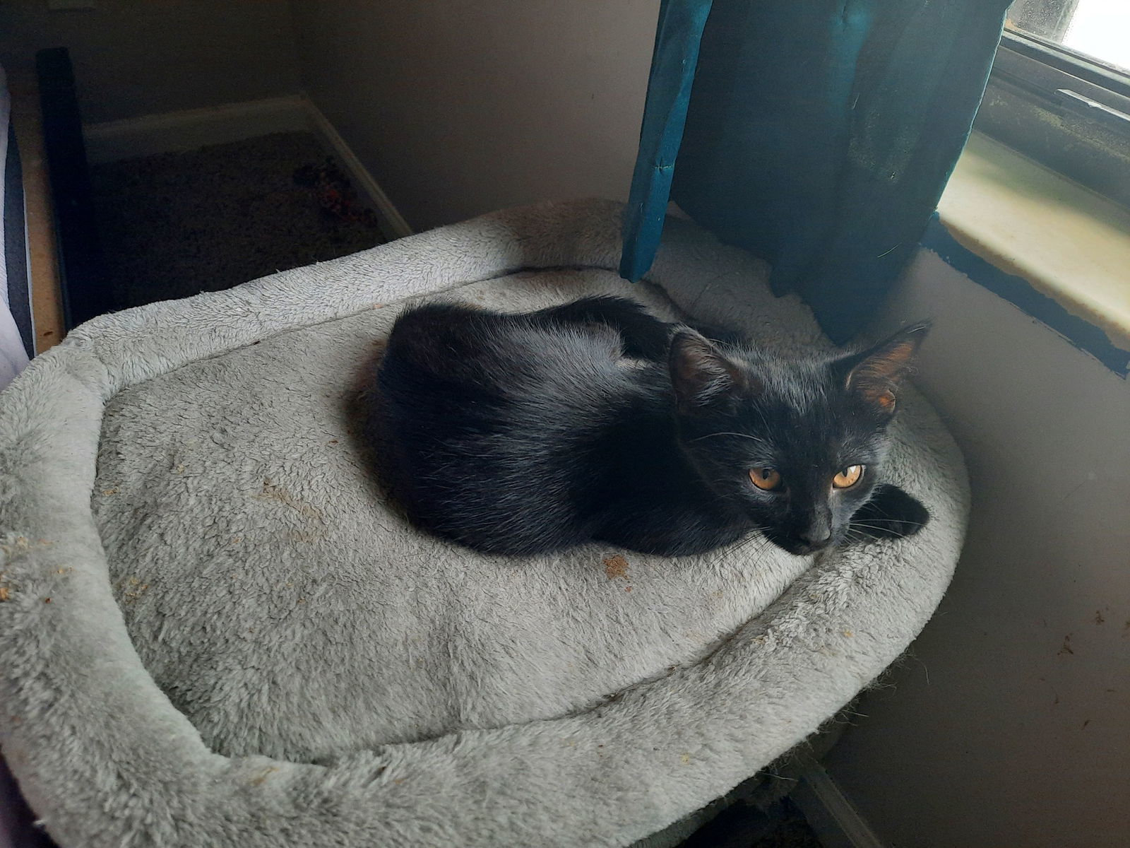 Snowball