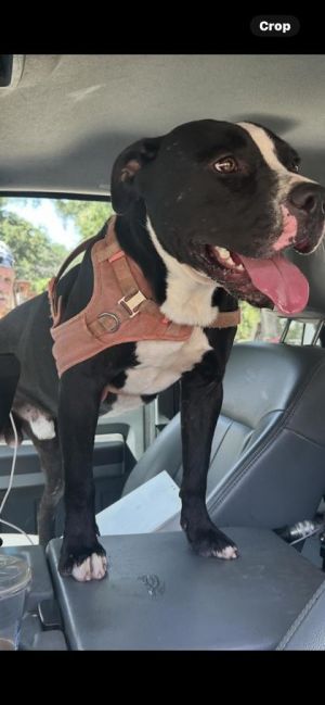 58931498, Adult Male unknown