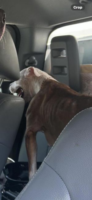 58931512, Adult Female unknown