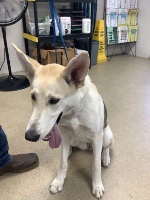 58939386, Adult Female unknown