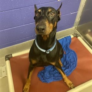Maizie, Adult Female unknown