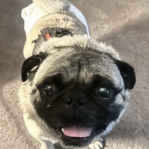 Rocco Pug Dog