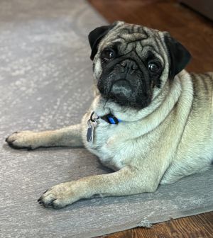 Rex Pug Dog