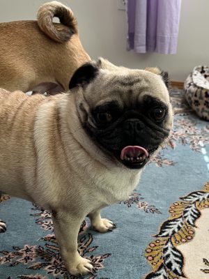 This sweet 5-year-old darling came to us after her owner passed away lovingly surrendered by exten