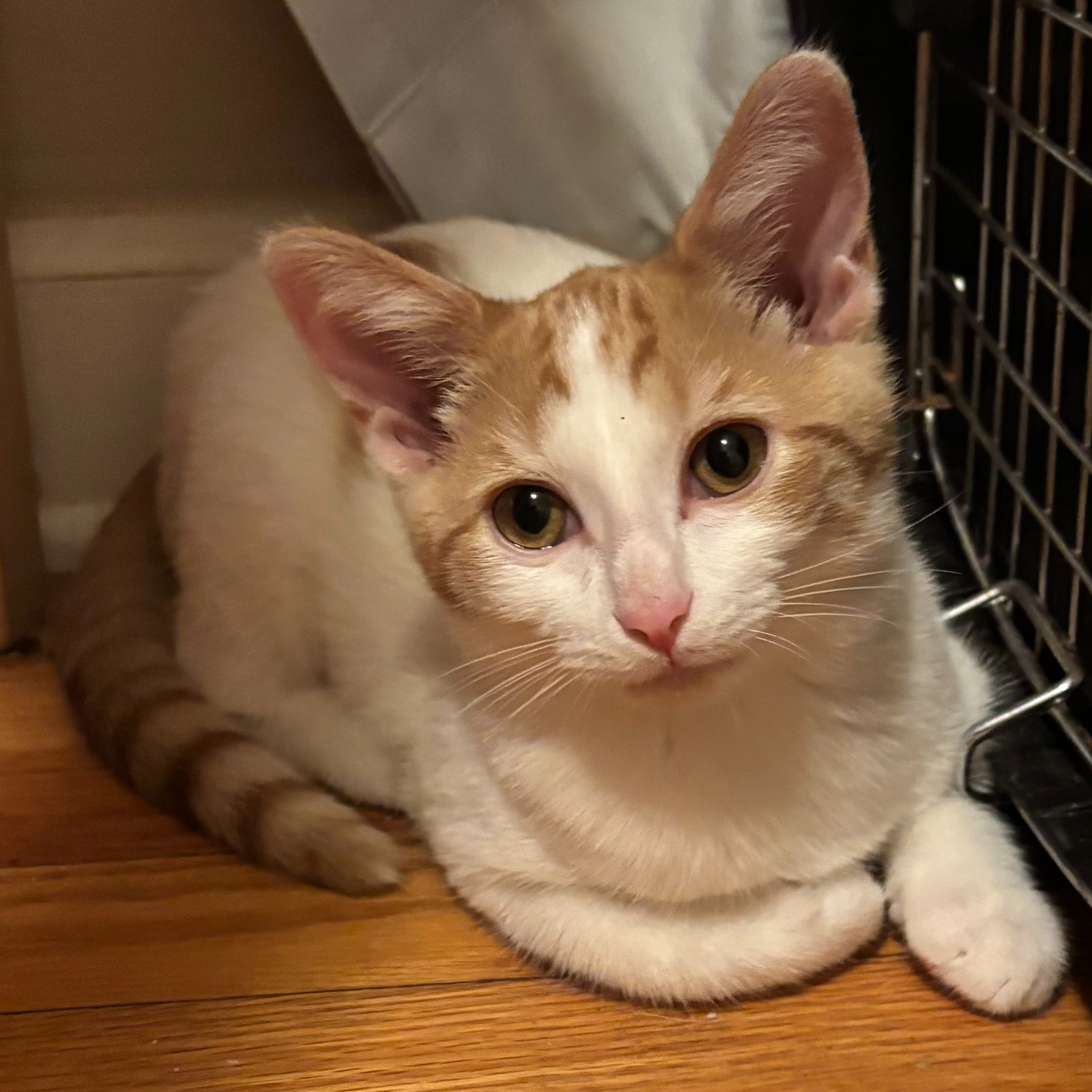 Peaches