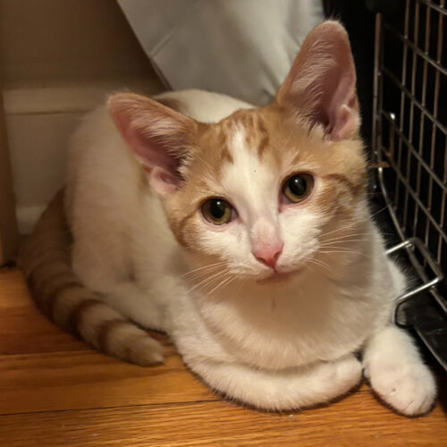 Peaches