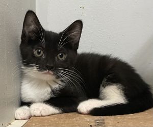 Please visit our website wwwferalfelinefriendsorg to learn more about this feline and to see other
