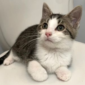 Please visit our website wwwferalfelinefriendsorg to learn more about this feline and to see other