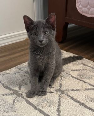 Slim Shady Domestic Short Hair Cat