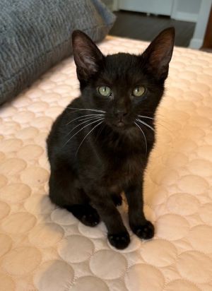 Sia Domestic Short Hair Cat