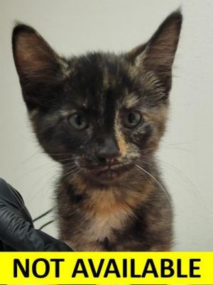 Solstice, Baby Female unknown