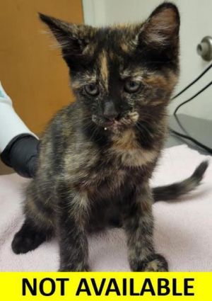 Twilight, Baby Female unknown