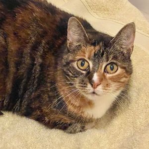 Hi Im Sweet Pea Im a beautiful 12-year-old Torbie a gorgeous mix of Tortie orange  black color