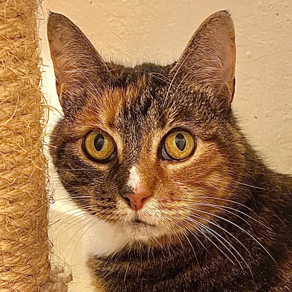 Sweet Pea