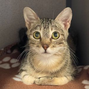 Izzy Domestic Short Hair Cat