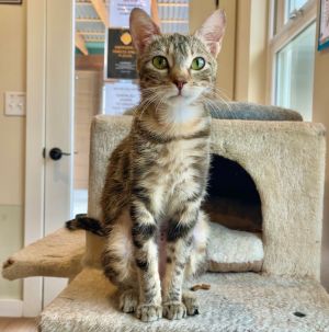 Meet Izzy This petite 8-month-old tabby has already survived more than any kitten should She was f