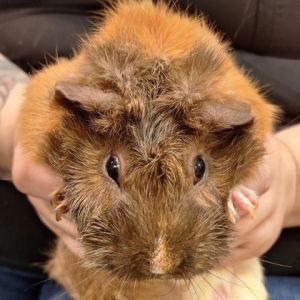 Chocolate, Adult Female unknown