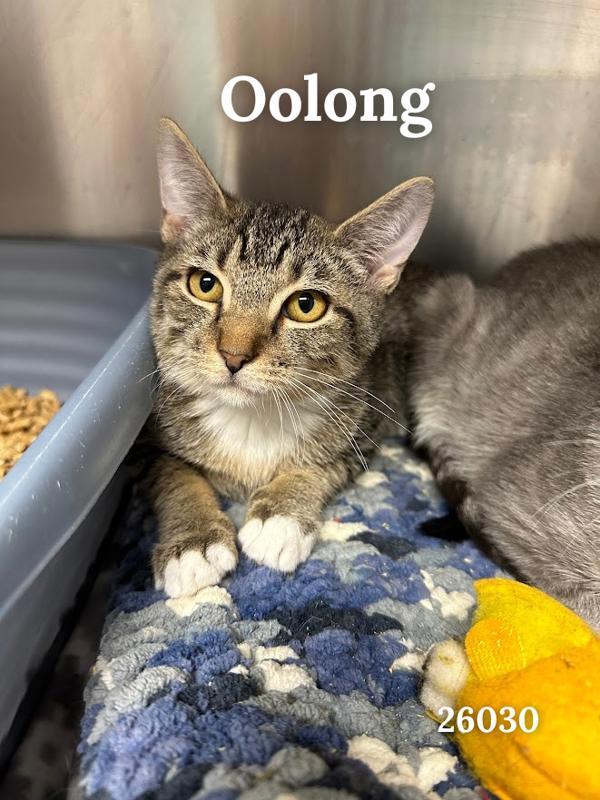 Oolong