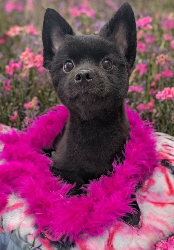 Madeliene-lb Pom! photo 1