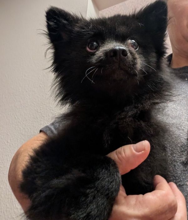 Madeliene-lb Pom! thumbnail 2