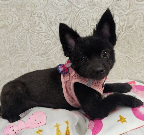 Madeliene-lb Pom! thumbnail 3