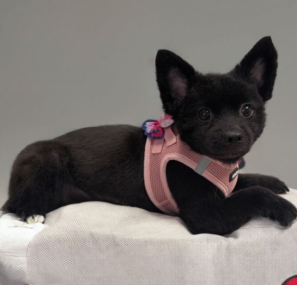 Madeliene-lb Pom! thumbnail 4