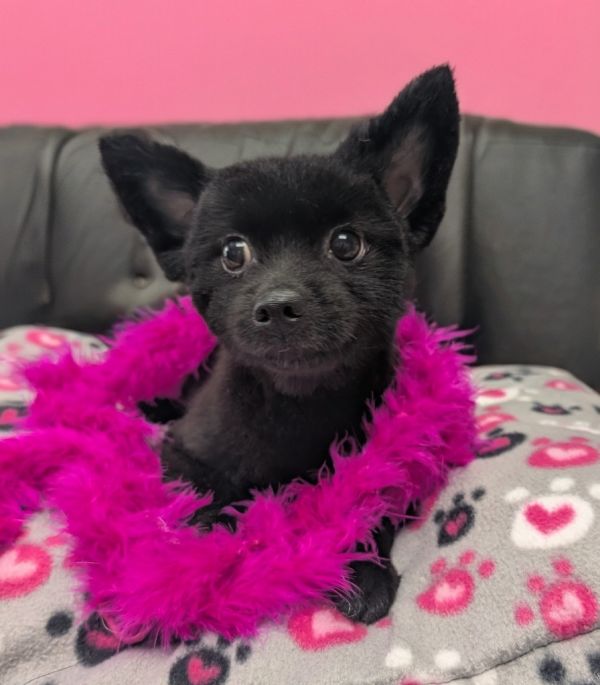 Madeliene-lb Pom! thumbnail 5
