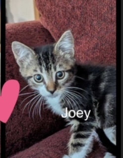 Joey