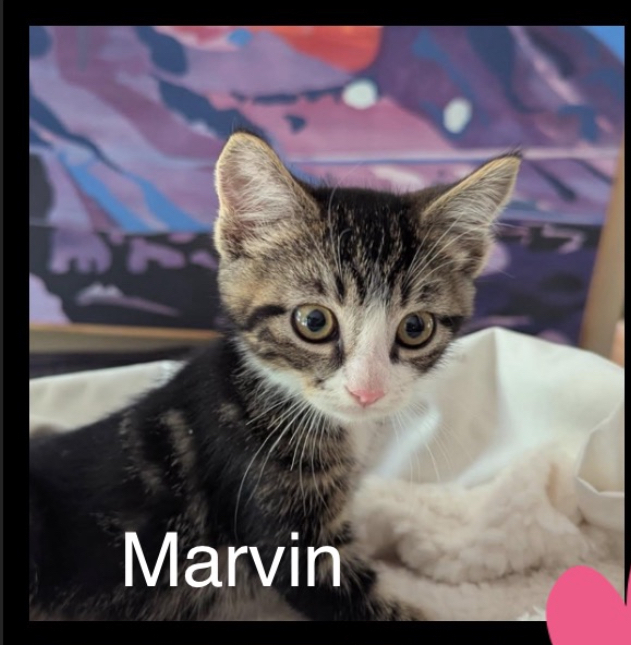 Marvin, an adoptable Domestic Short Hair in Bend, OR, 97701 | Photo Image 1