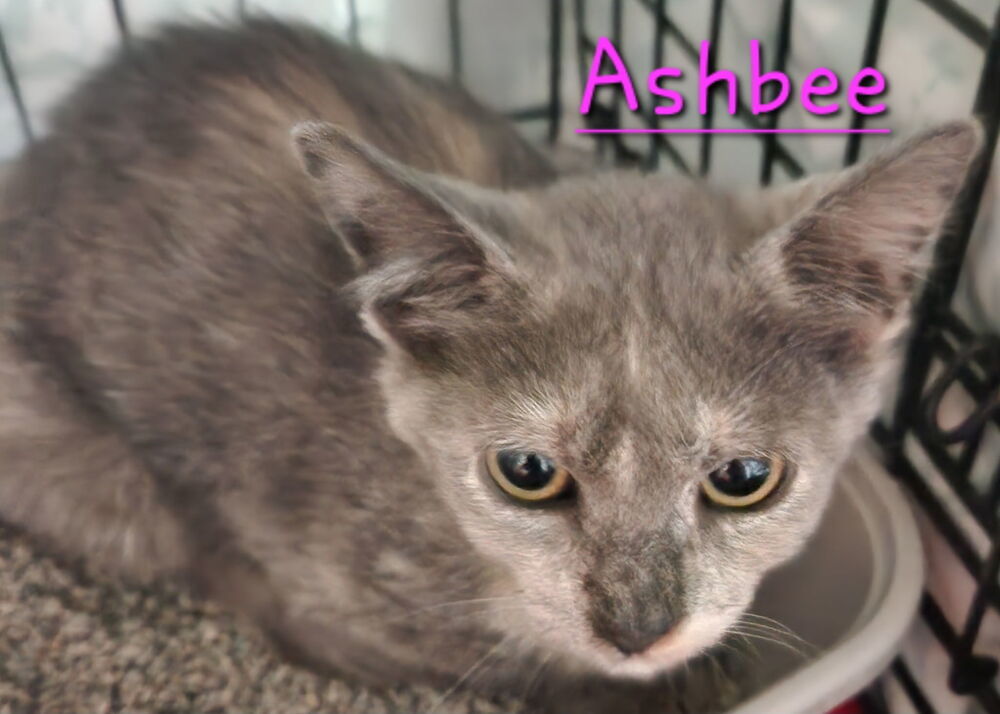Ashbee 3315
