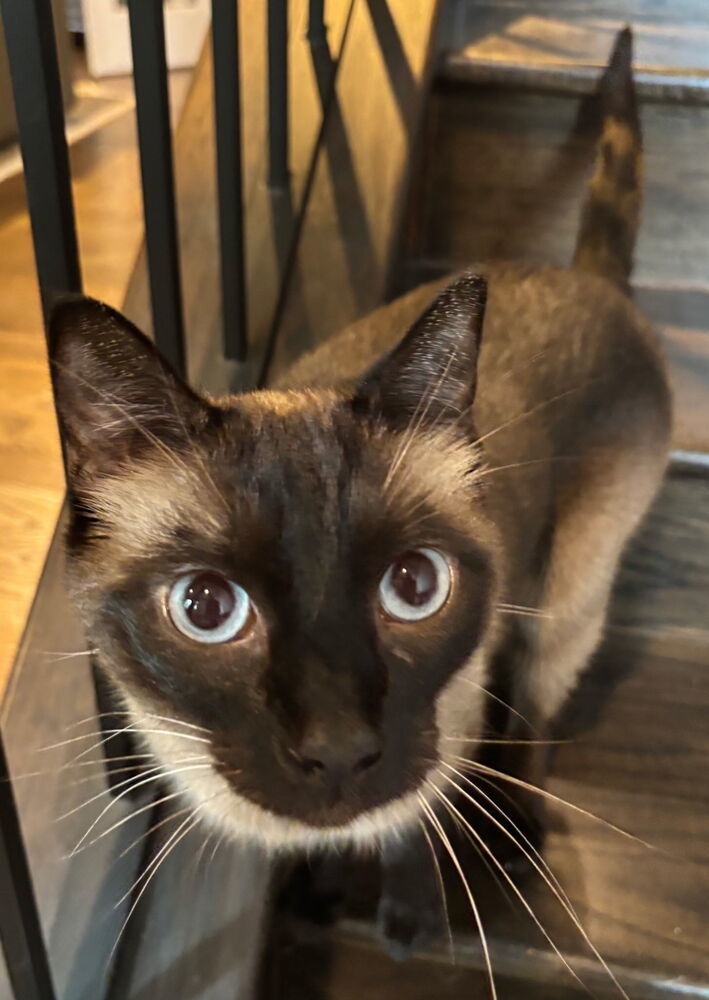 Finn declawed