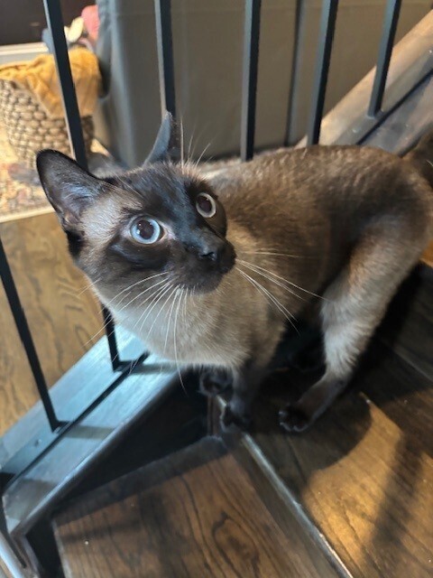 Finn declawed