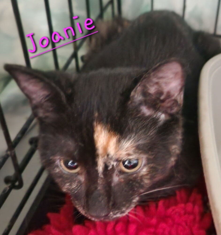 Joanie 2223