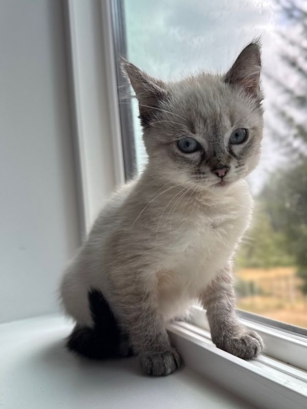 Sugar